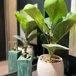 The Phoenix Collection